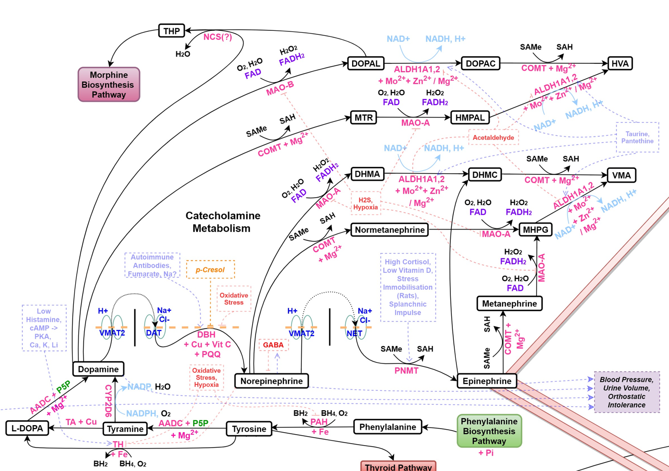 catecholamines catecholamines