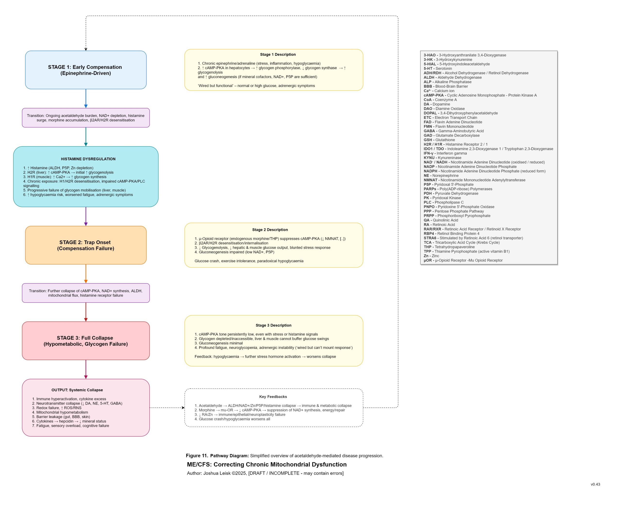 cAMP diagram stages_v0_43