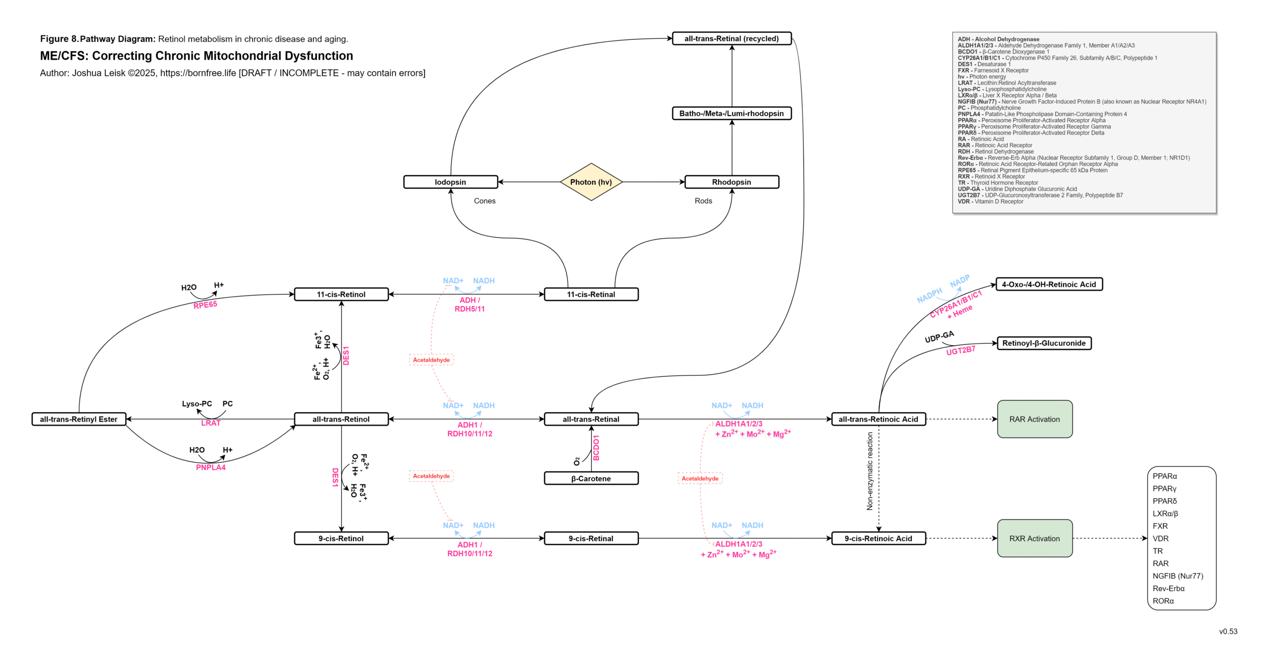 retinol_metabolism_v0_53
