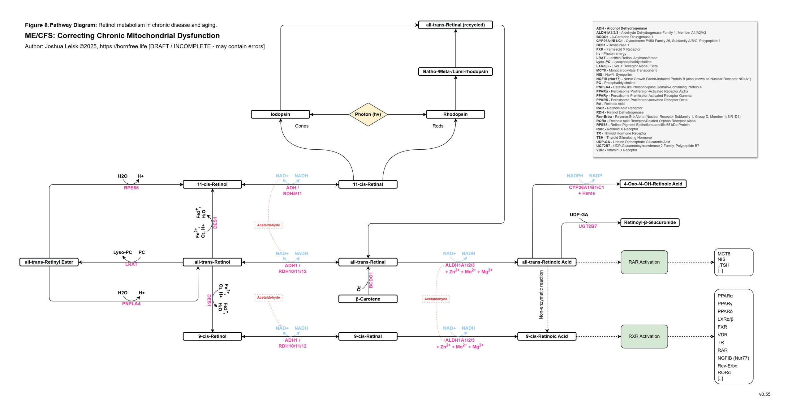 retinol_metabolism_v0_55