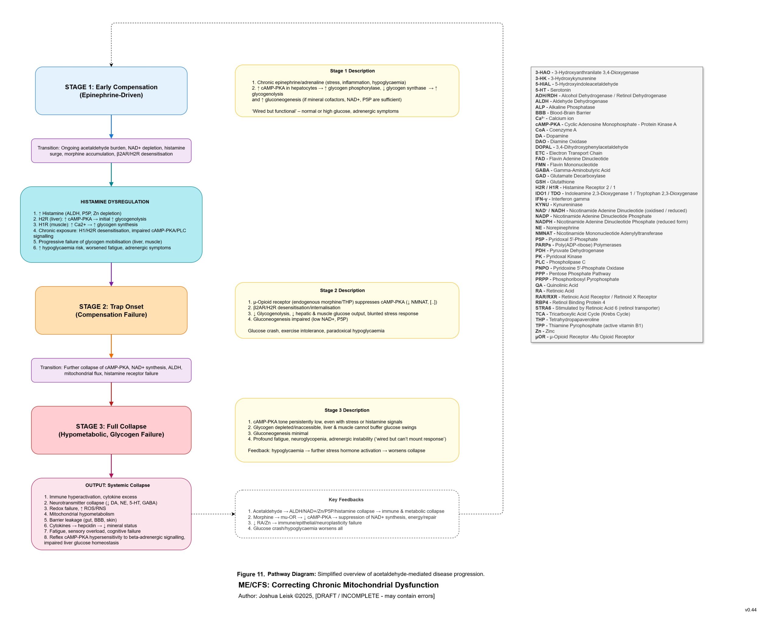 cAMP diagram stages_v0_44