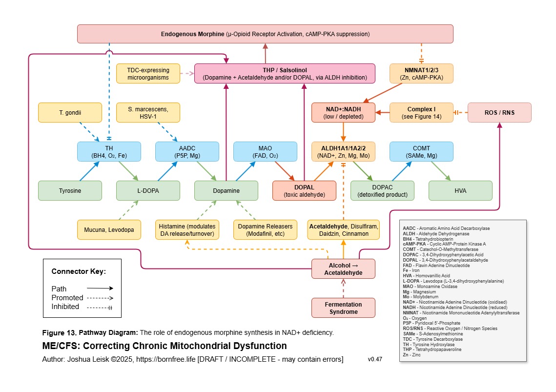 Endogenous Morphine_v0_47