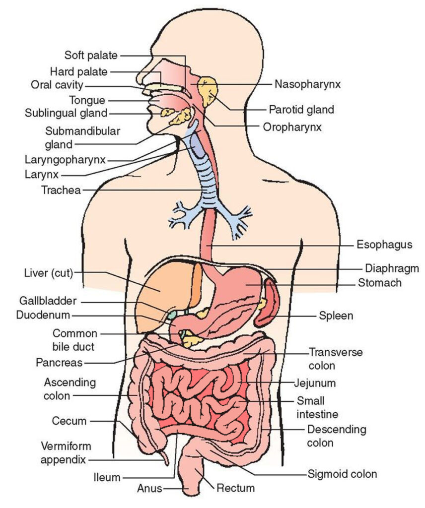The human digestive system