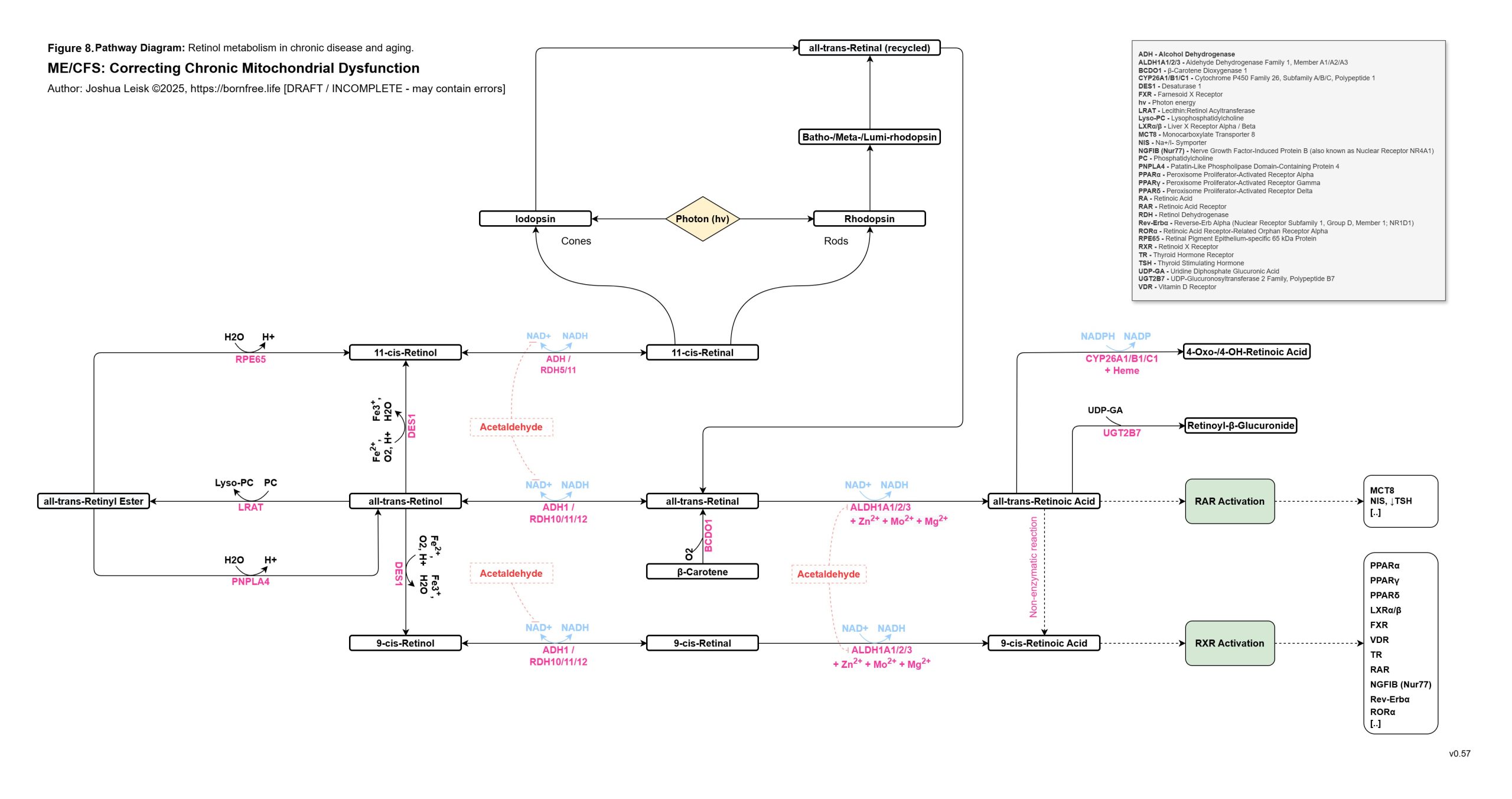 Retinol Metabolism_v0_57